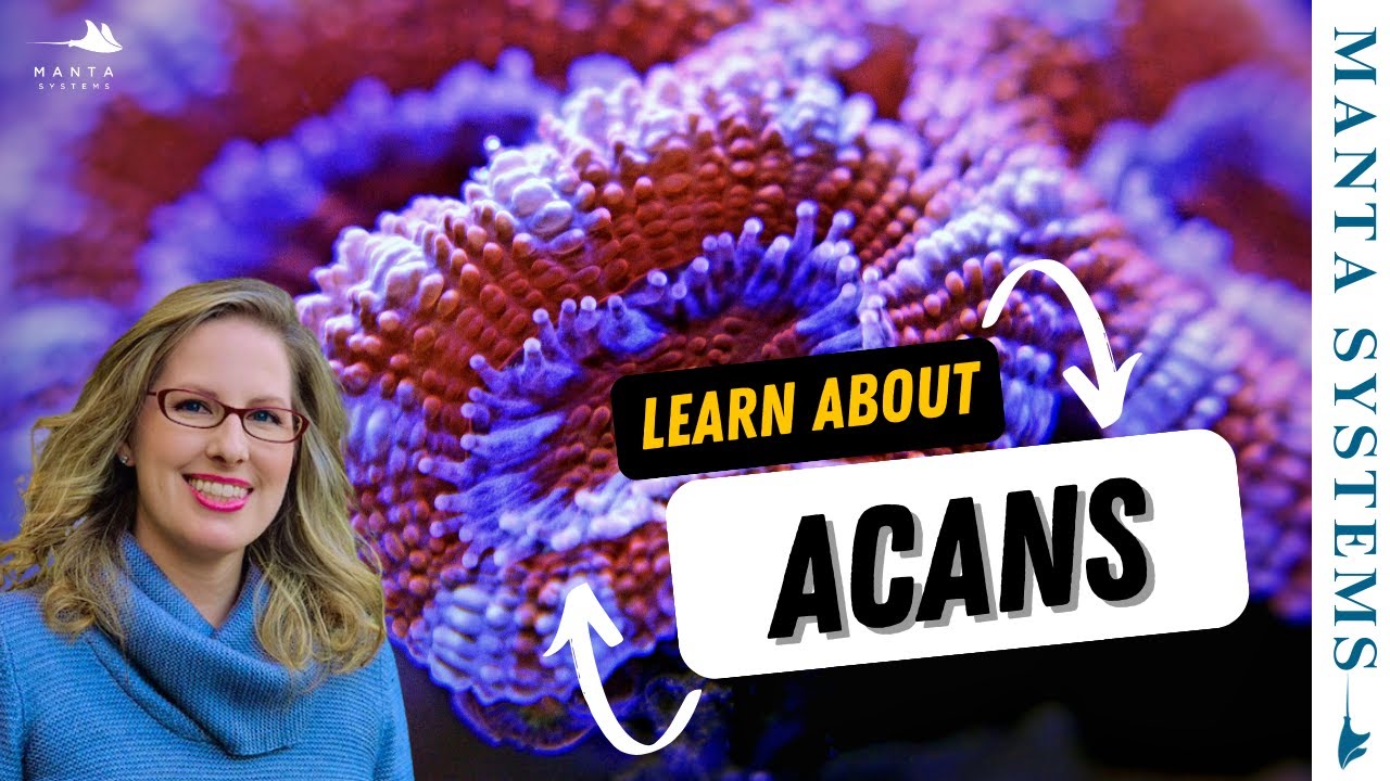 Acan Corals: What No One Tells You About Keeping Them Thriving