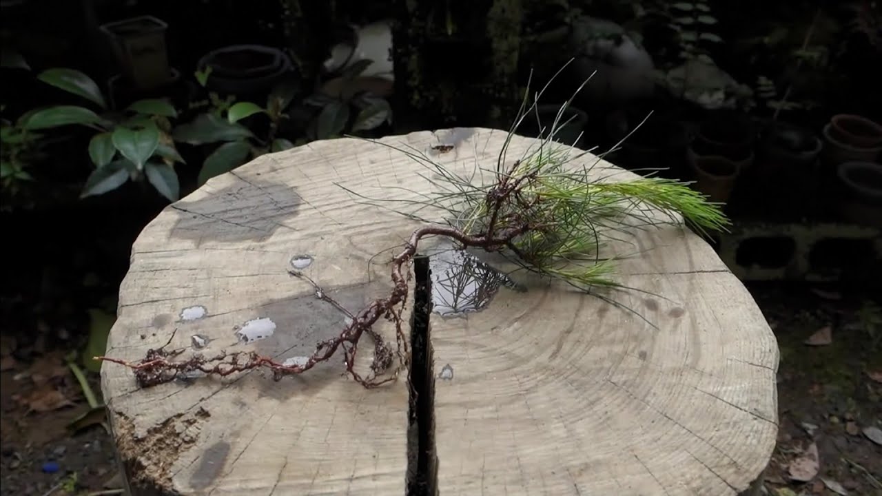 【Bonsai diary】  5月下旬の山採り（赤松）　♯247