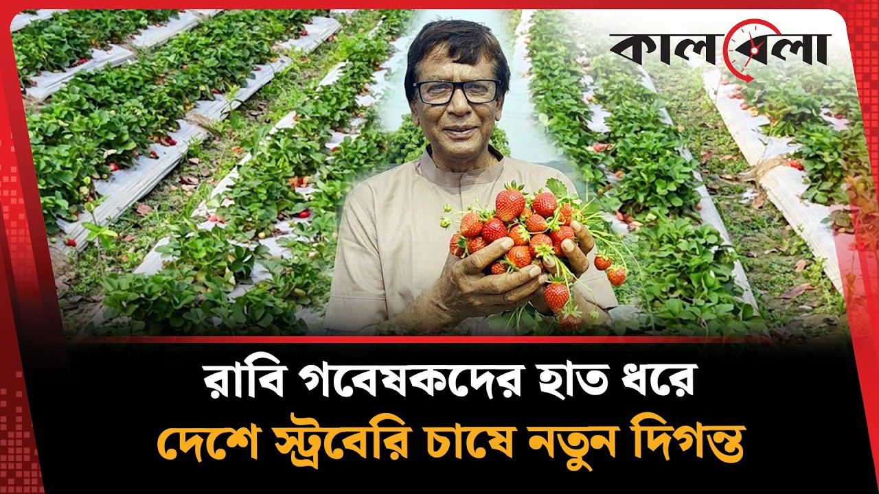 স্ট্রবেরি চাষে লাখ টাকার হাতছানি | Strawberry Cultivation at Rajshahi | Kalbela News