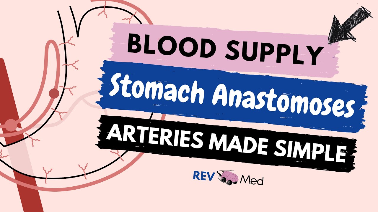 Stomach Arterial Supply & pathways (NEW | EASY) - Anatomy