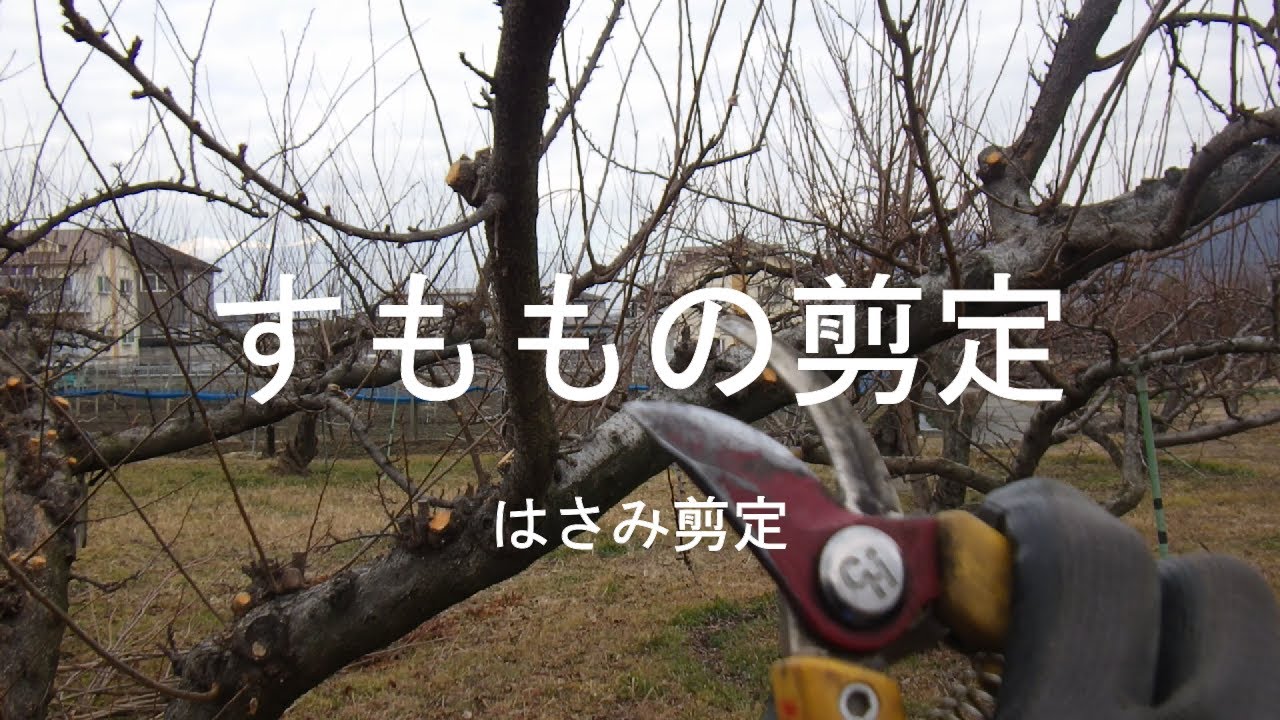 すももの剪定 はさみ剪定