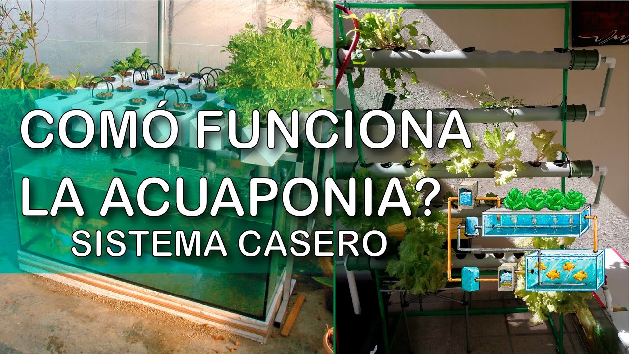Sistema de ACUAPONÍA