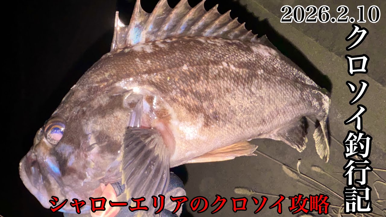 【岩手県　釣り】　ナイトロックでクロソイ狙え‼️シャローエリアを攻略せよ。