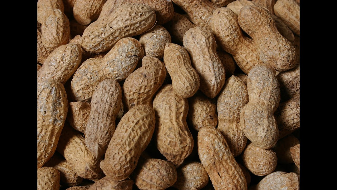 How to Roast and Dry in Shell Peanut with CESELSAN/Kabuklu Fıstık Kavurma ve Kurutma
