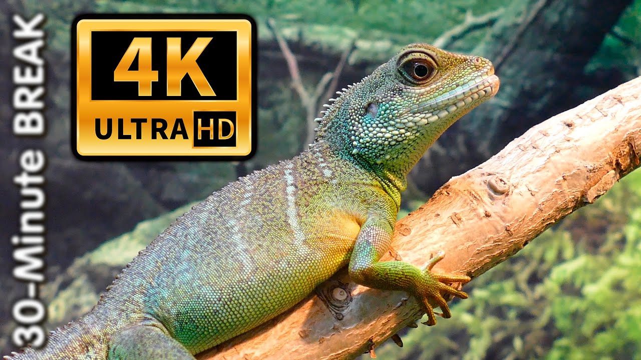 TEST 4K Ultra HD (Test TV). Water Dragon. Background Video.