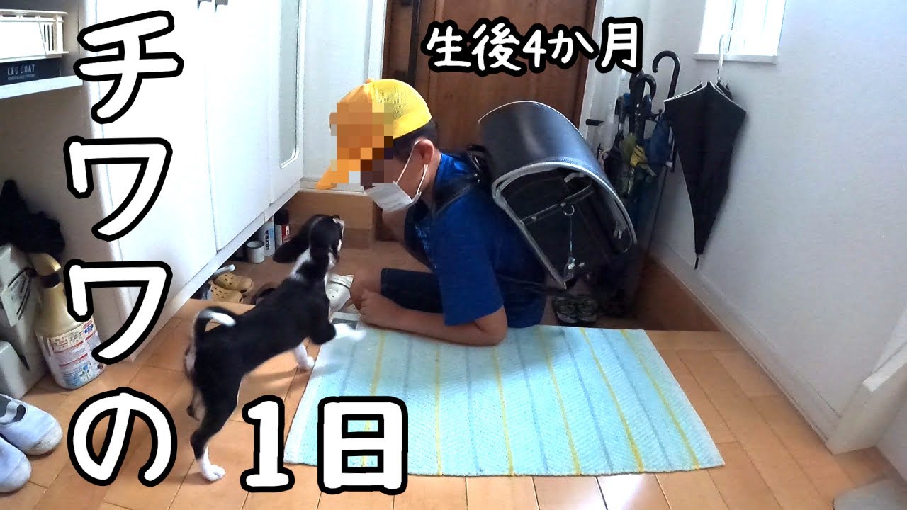 【チワワ】生後4か月！子犬チワワの、とある1日に密着してみました♪