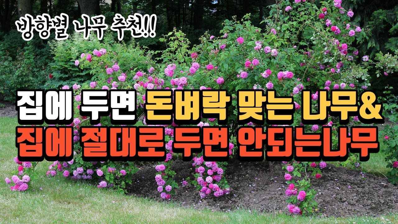 [풍수꿀팁 #119](유튜브 최초공개!!!) 방향별로 재물운을 불러들이고 집안을 일으키는 나무와 집안을 망치는 나무종류를 알아봅니다 (유료같은 무료영상^^)