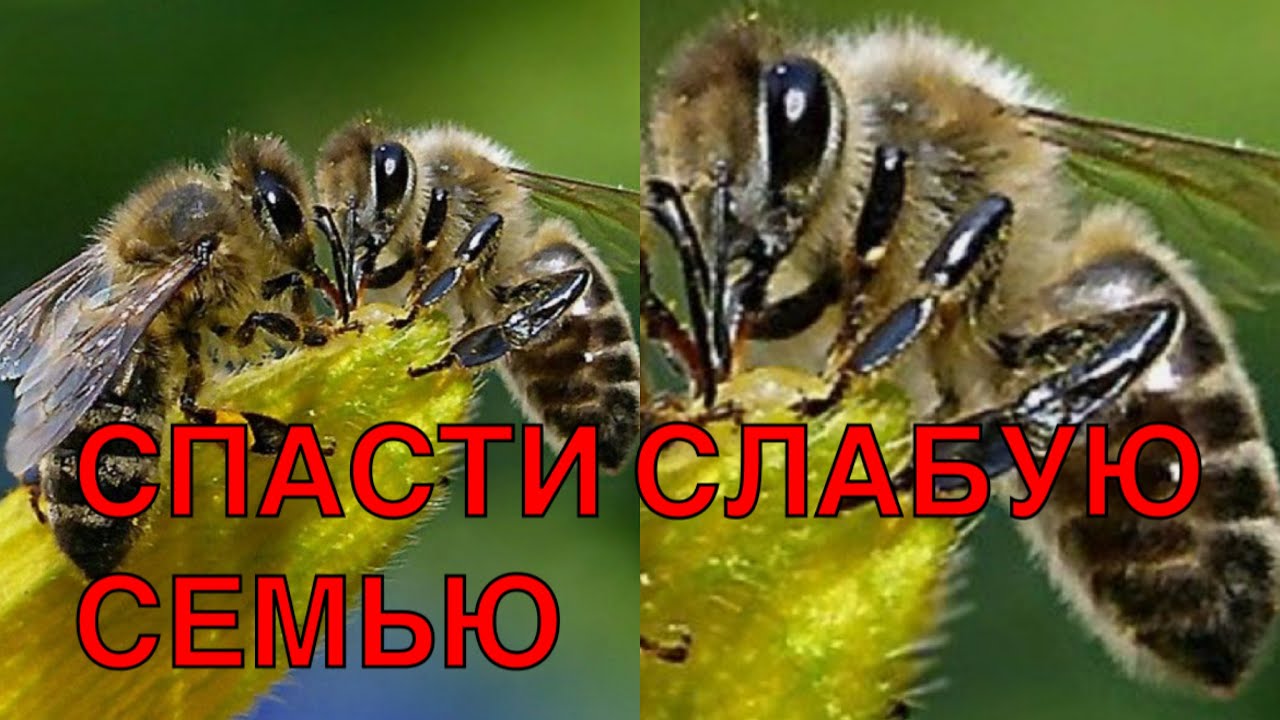 У ВАС СЛАБЫЕ СЕМЬИ  ДЕЛАЙТЕ ТАК !