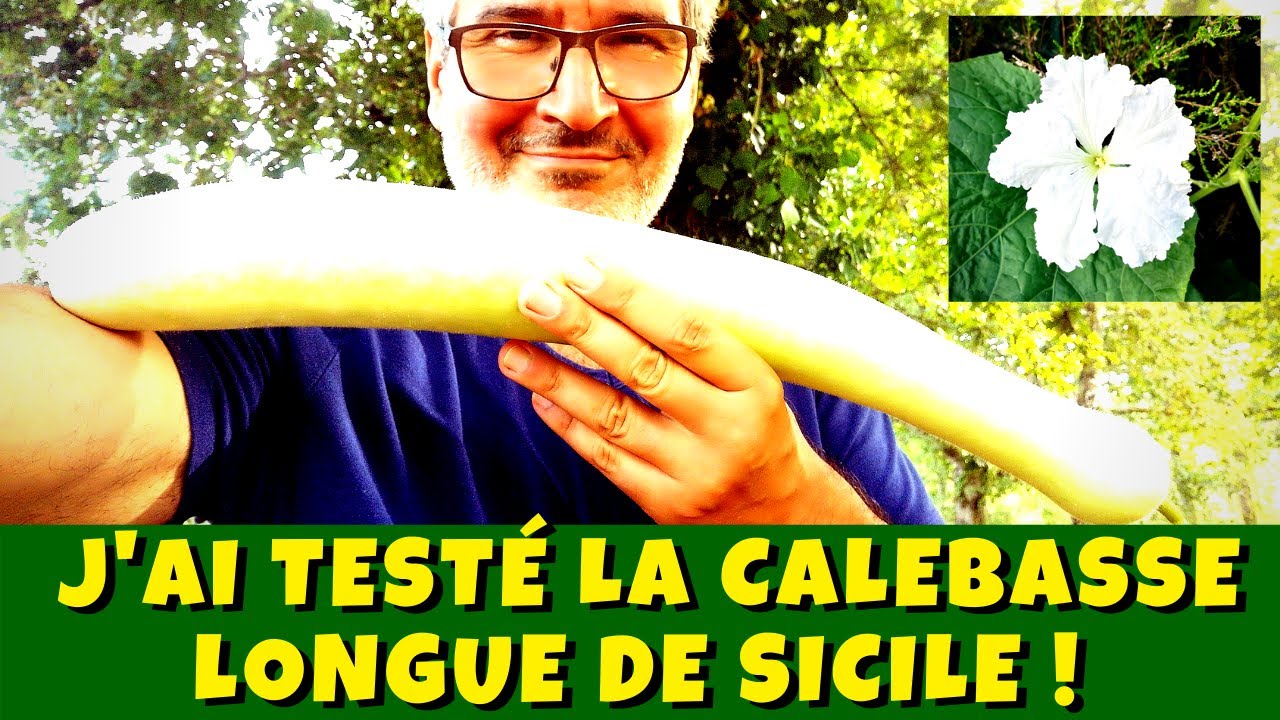 Calebasse longue de Sicile : comment cultiver la célèbre Slaoui !
