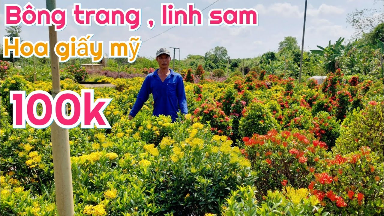 24/4 ☎️ NGUYỄN DANH 0774004020 BÔNG TRANG, LINH SAM, BÔNG GIẤY MỸ CÁC LOẠI CHÀO BÁN GIÁ RẺ TỪ 100K