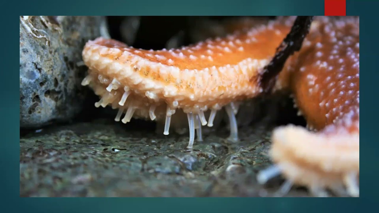 Phylum Echinodermata - Class Asteroidea
