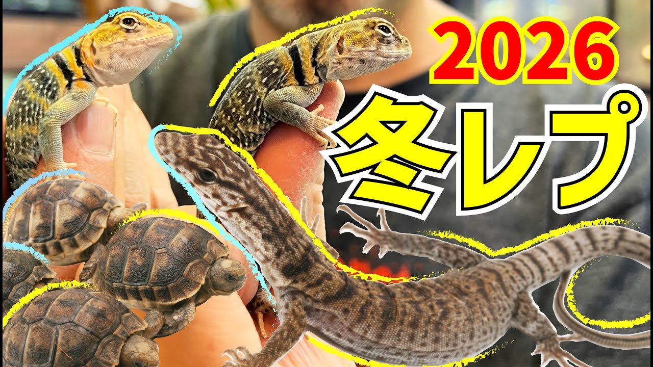 【チャクワラ！クビワ！ピグミーマルガモニター！】ジャパンレプタイルズショー静岡2026・冬レプ　生体紹介!!!!
