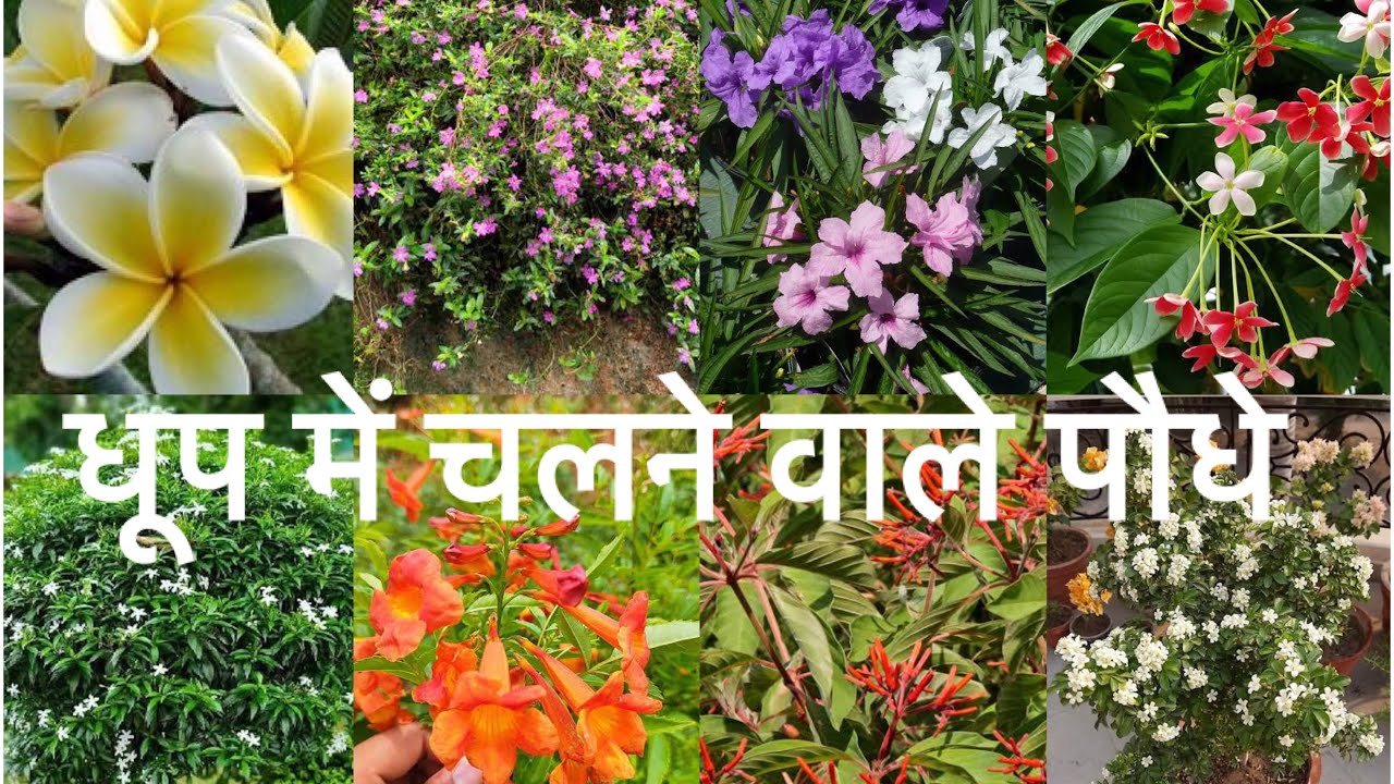 तेज़ धूप और गर्मी में चलने वाले 20 पौधे 🌱 top 20 plants for full sun and heat 🌸