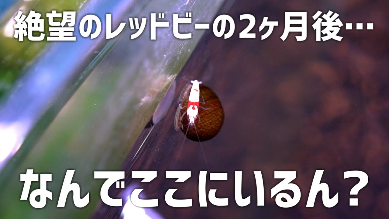 あれからも大変です。レッドビーシュリンプ水槽のその後が悲しい…#696【アクアリウム】