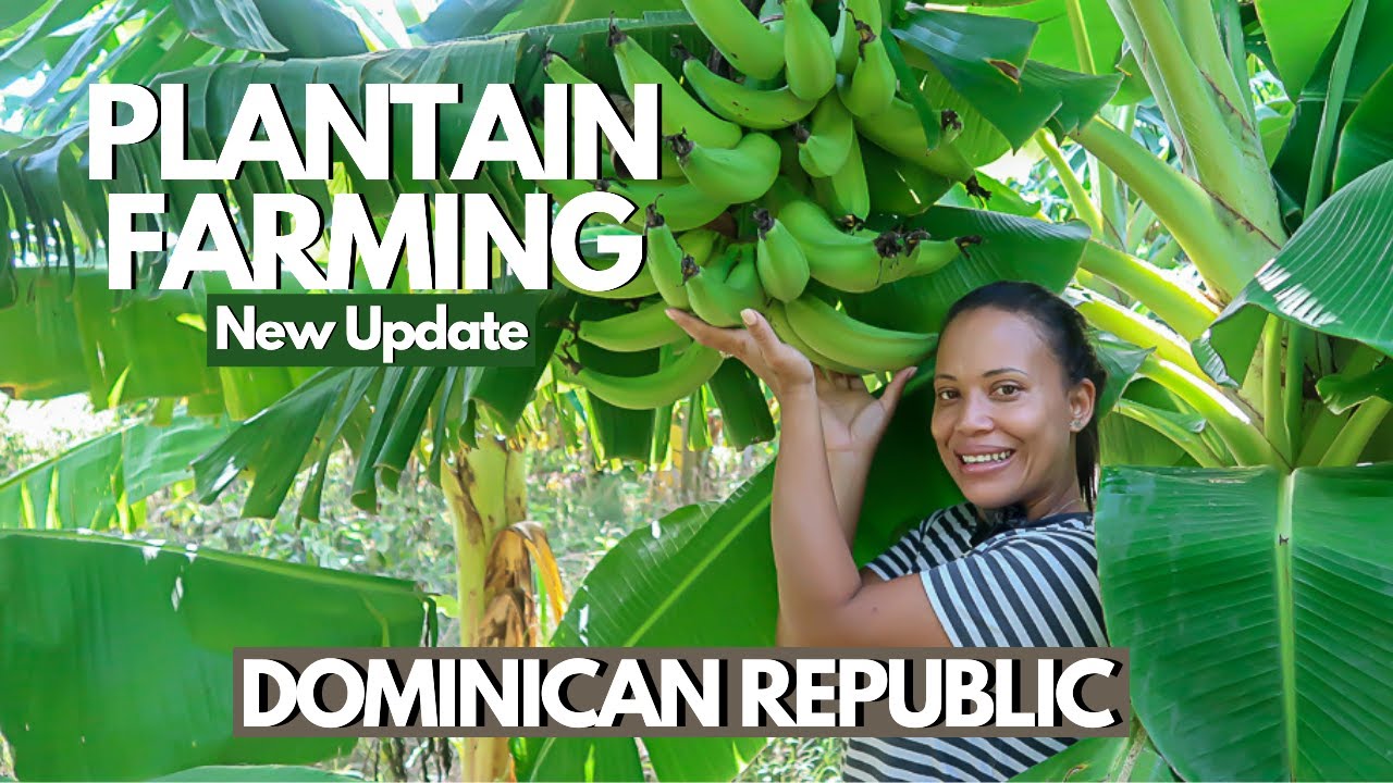 Plantain Farming In Dominican Republic | Dominican Republic Agriculture Farming
