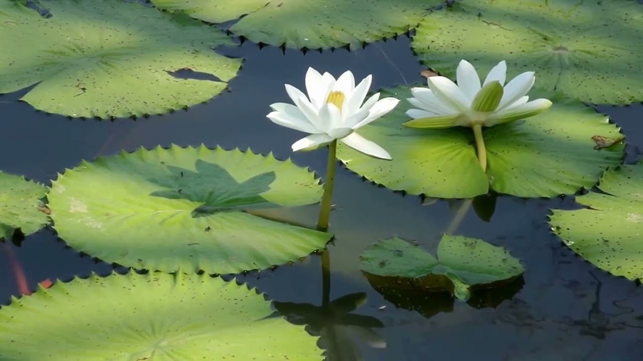 කළණ මිතුරු දහම් සාකච්චා 41 - Part 1