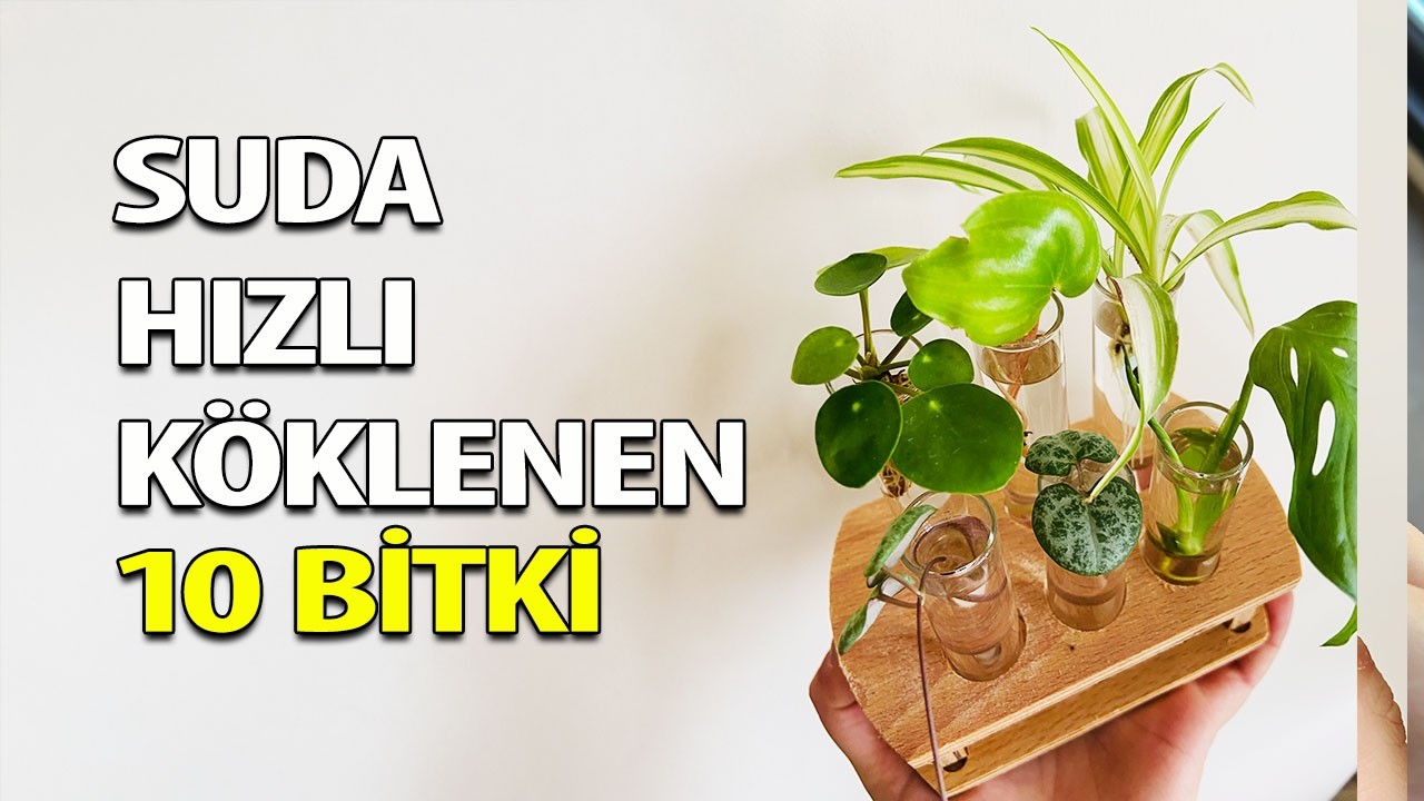 Suda Hızlı Köklenen 10 Bitki | Suda Köklendirme 🪴