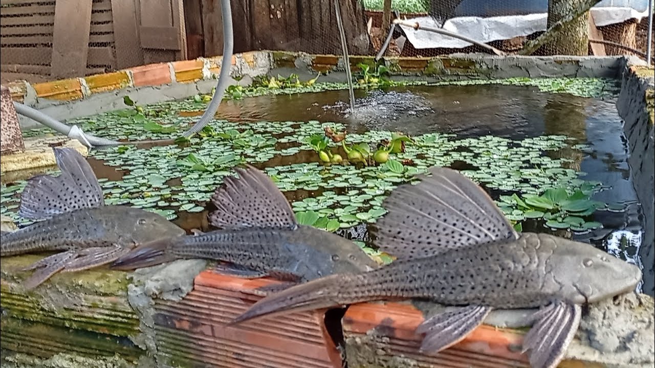 Novos cascudos para nosso laguinho 😍😍