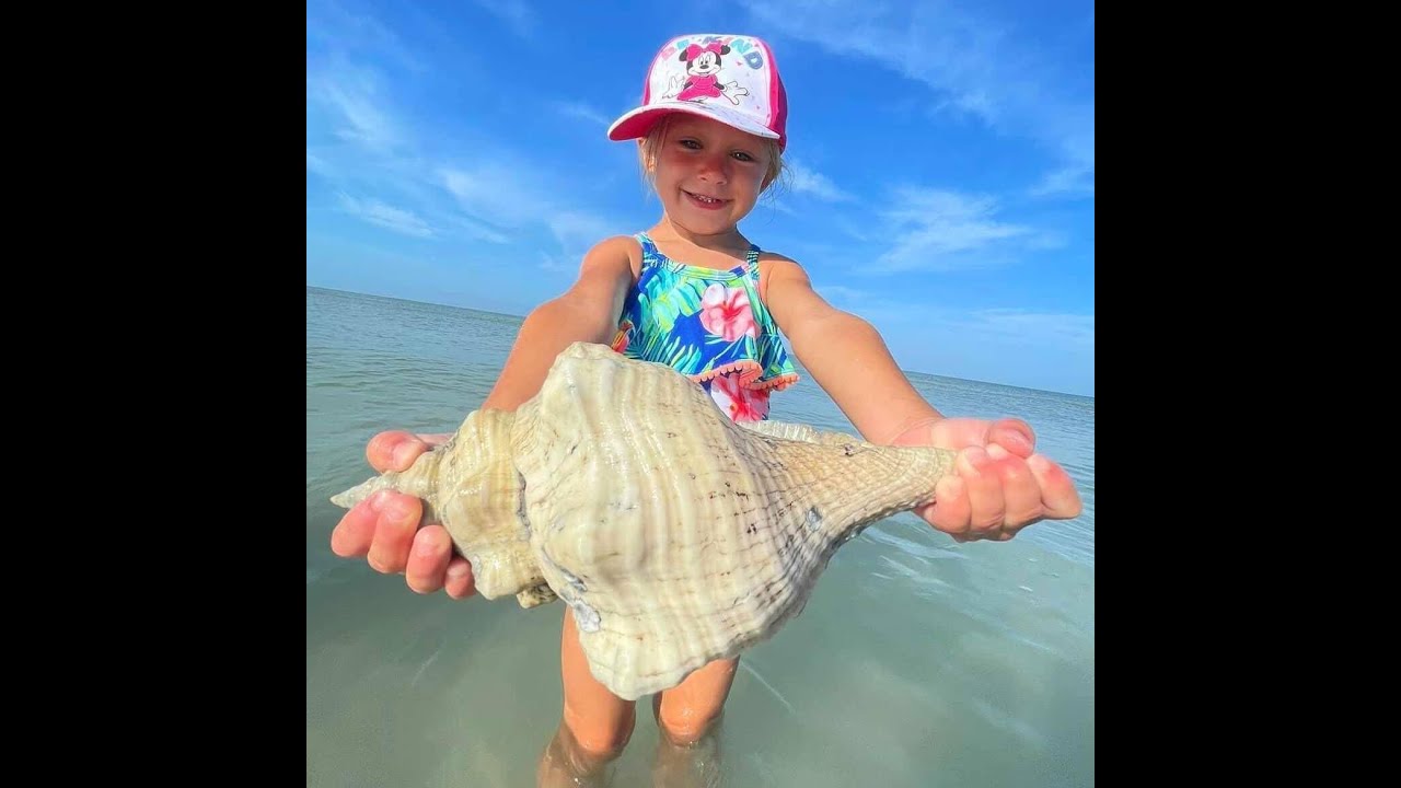 Massive Florida Horse Conchs - Trophies of the Sea