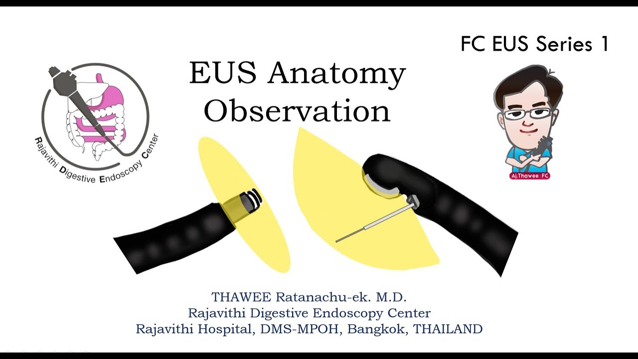endoeasy FC EUS Series 1 Anatomy observation