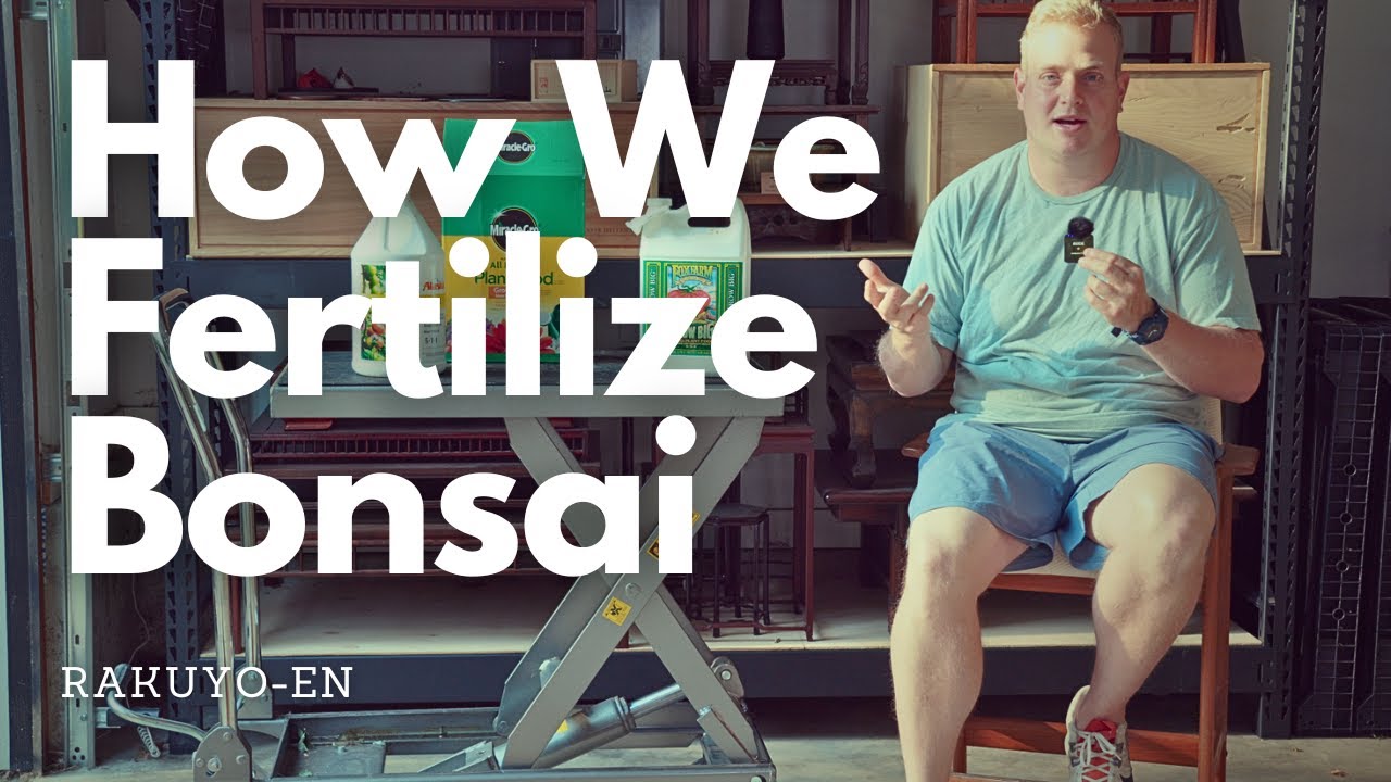 How We Fertilize Our Bonsai at RAKUYO