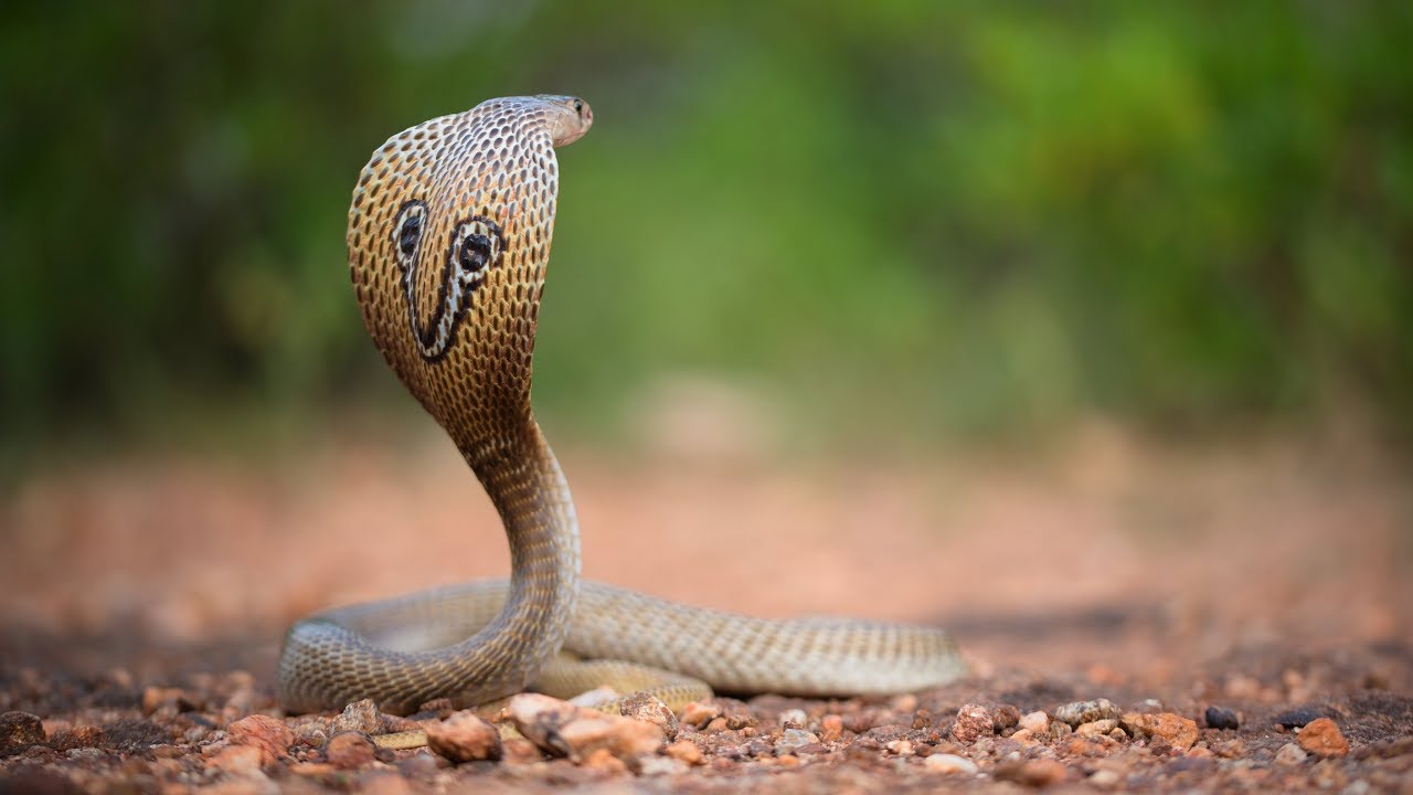 Snake Rescue Call - documentary from India by Living Zoology and Save The Snakes