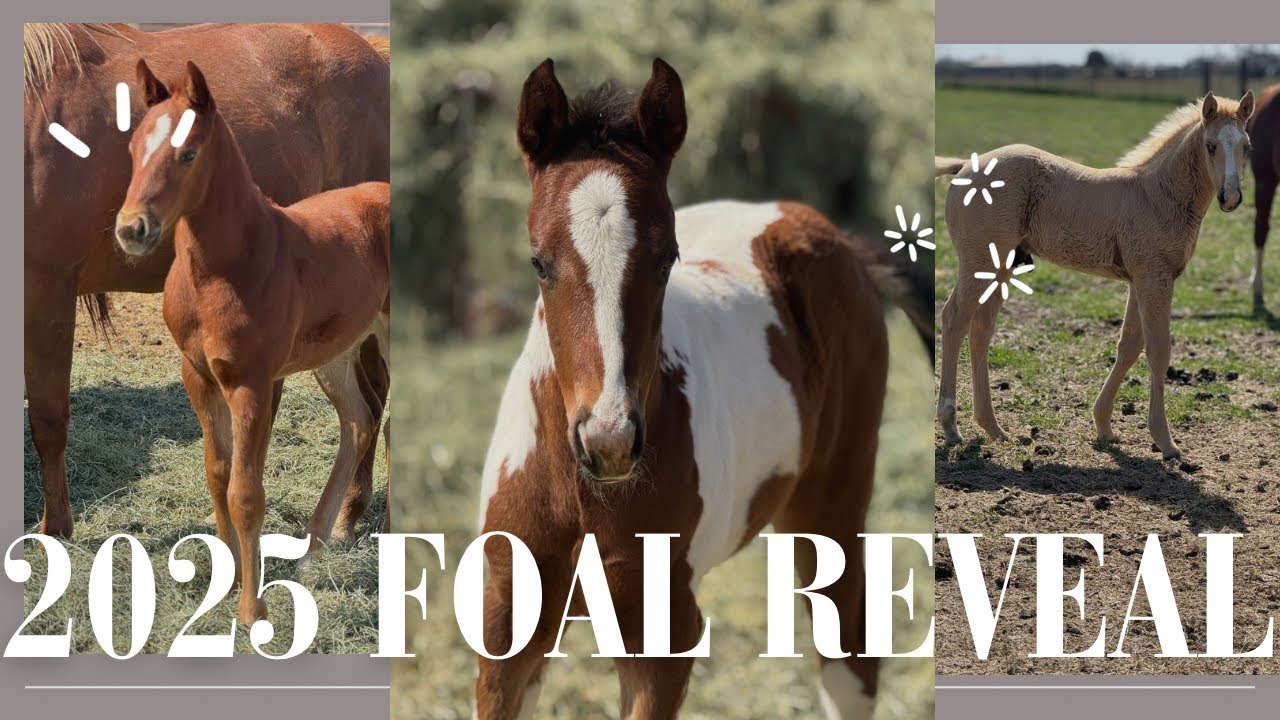 OVER 7 FOALS REVEALED! 🐴 Meet Our 2025 Foals