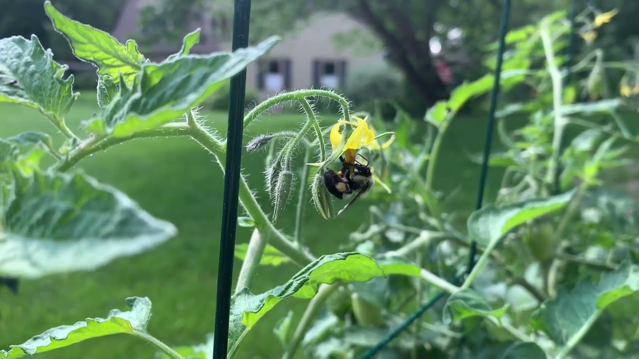 Bombus impatiens Sonication of Tomato Flowers