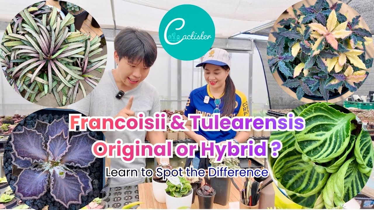 Tour Cactister:ไม้มาแรงแห่งปี🌿Francoisii & Tulearensis 101: Spot the Original vs Hybrid Like a Pro!
