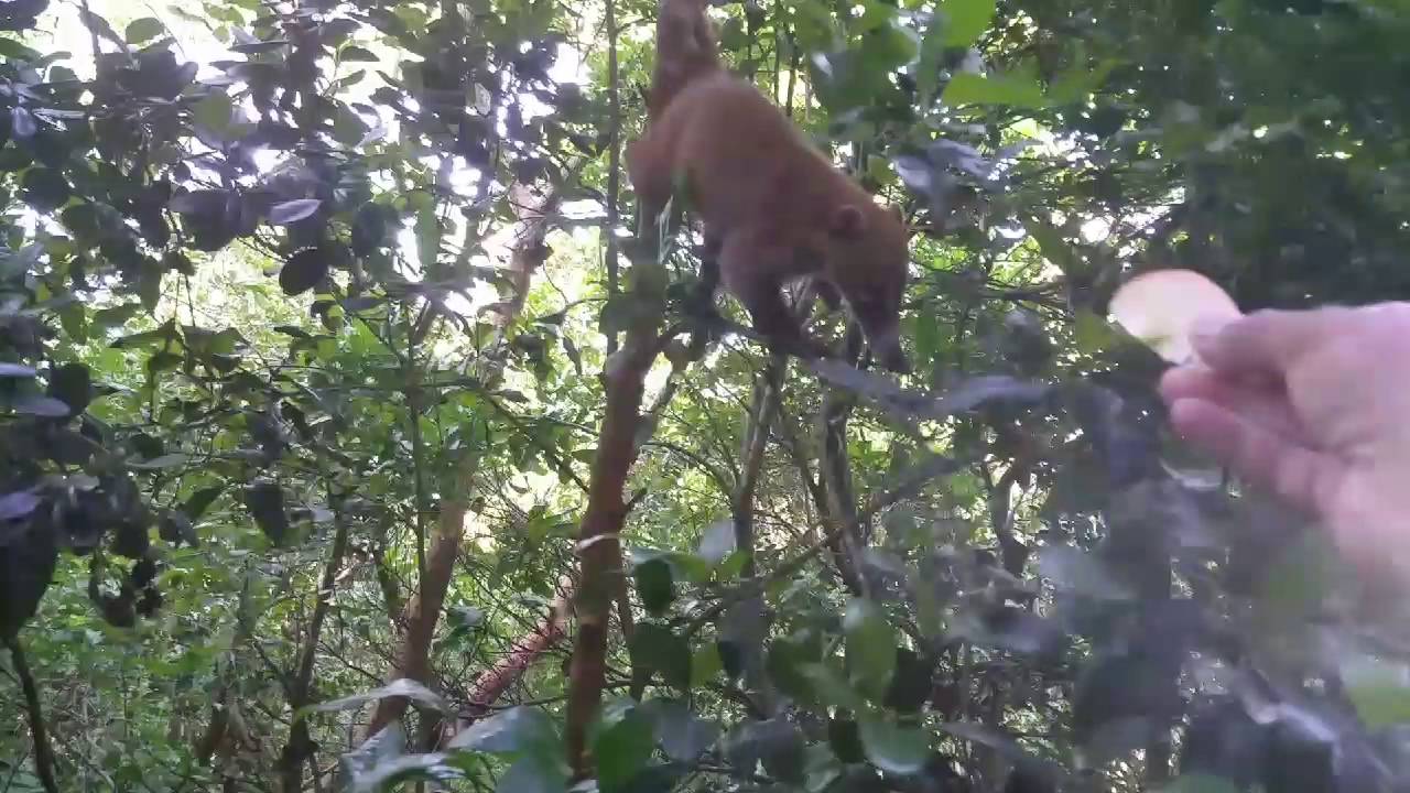Mexican racoons in Tulum
