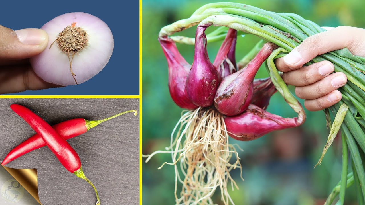 GROW VEGETABLES AT HOME FROM KITCHEN SCRAPS EASILY!