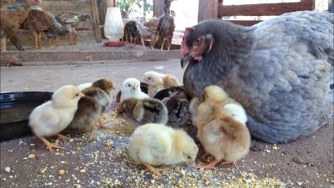 Nascimento de pintinhos 🐣🐤  chocando maís quatro galinhas.