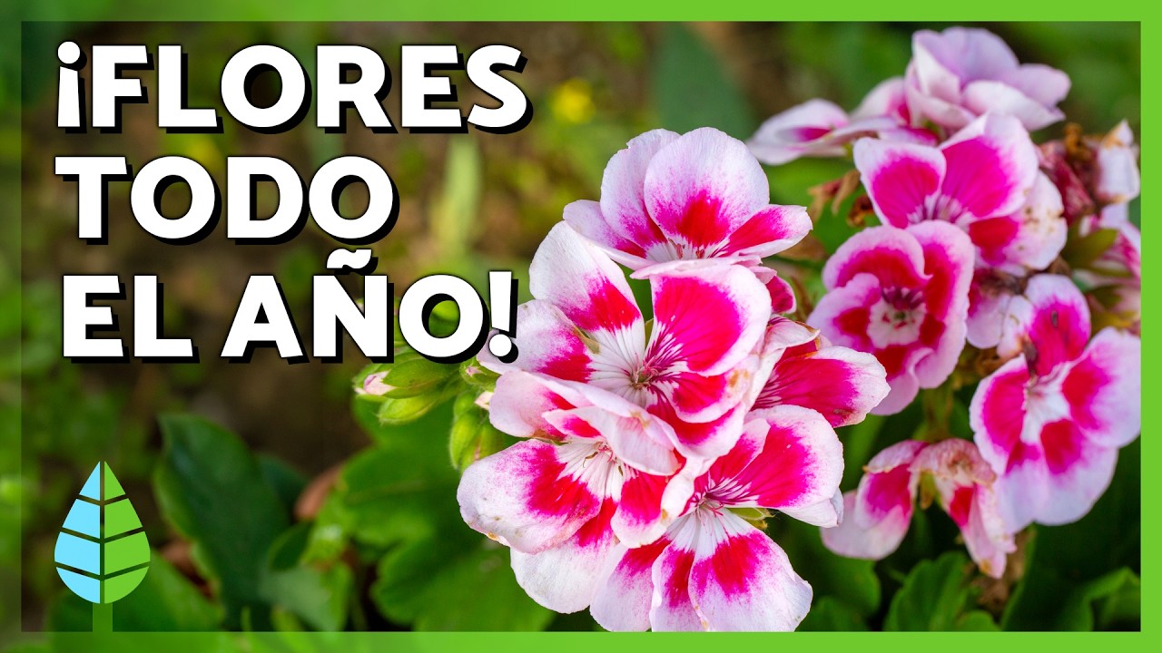 🌸🏠Estas 10 PLANTAS de INTERIOR FLORECEN todo el año, son fáciles de cuidar y muy coloridas