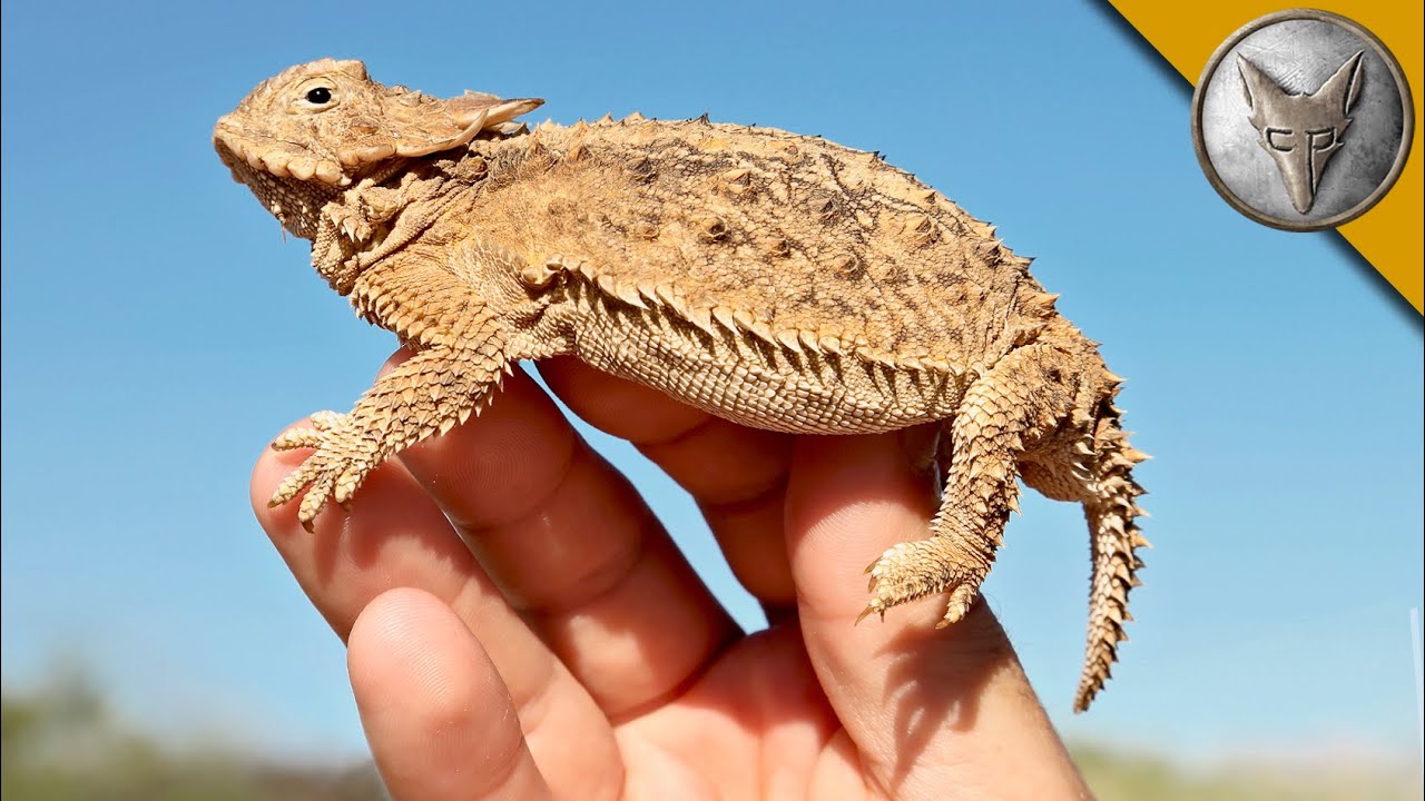 Desert Expert Reveals Top Lizard Catching Techniques in Arizona