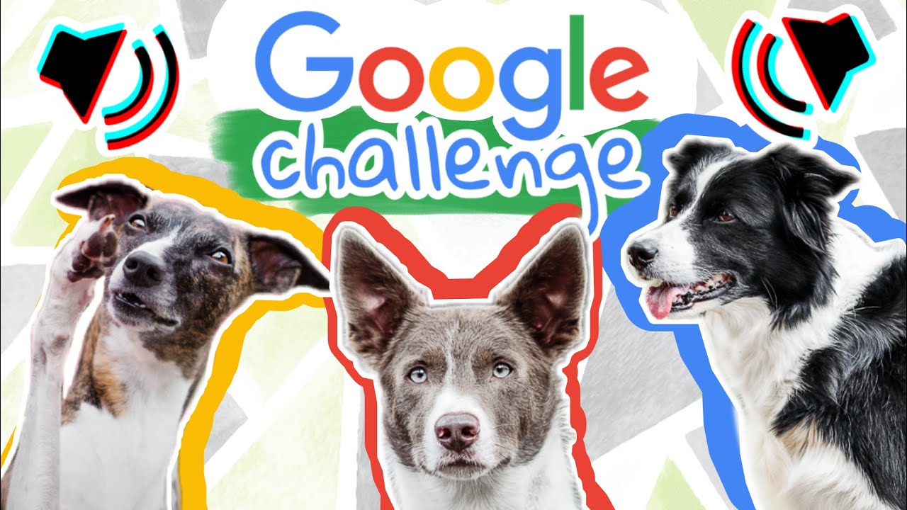 Ako reagovali moje psy na povely cez Google prekladač?