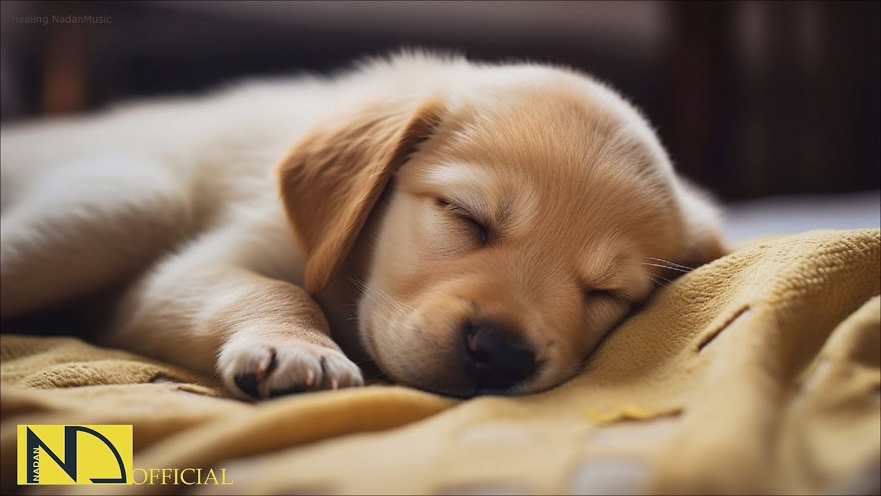 20 часов любимой музыки собак🐶💖Музыка для сна собак 🐶🎵 Музыка для снятия беспокойства при разлуке🎵