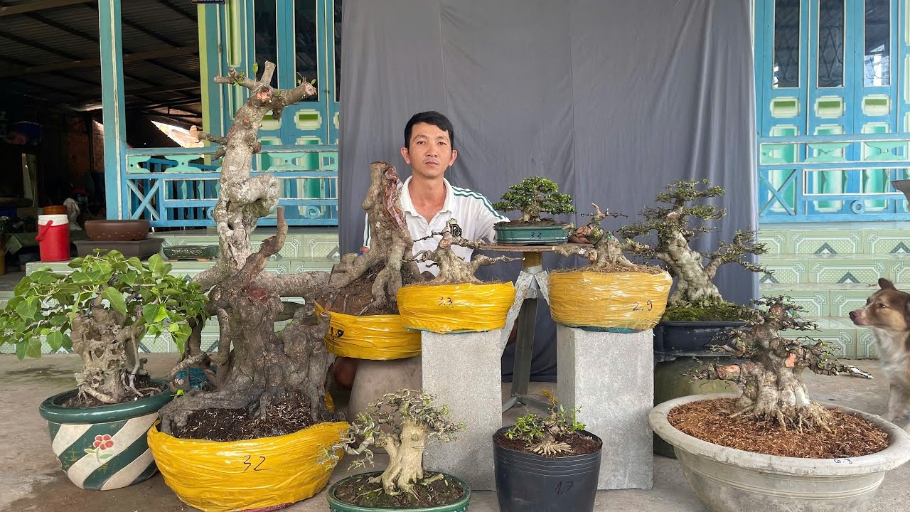Quân Bonsai//0936488500// Ngày 24/01/2026 Giao lưu Mai Chiếu Thủy, Sam Núi Trái, Khế Gân, Linh Sam