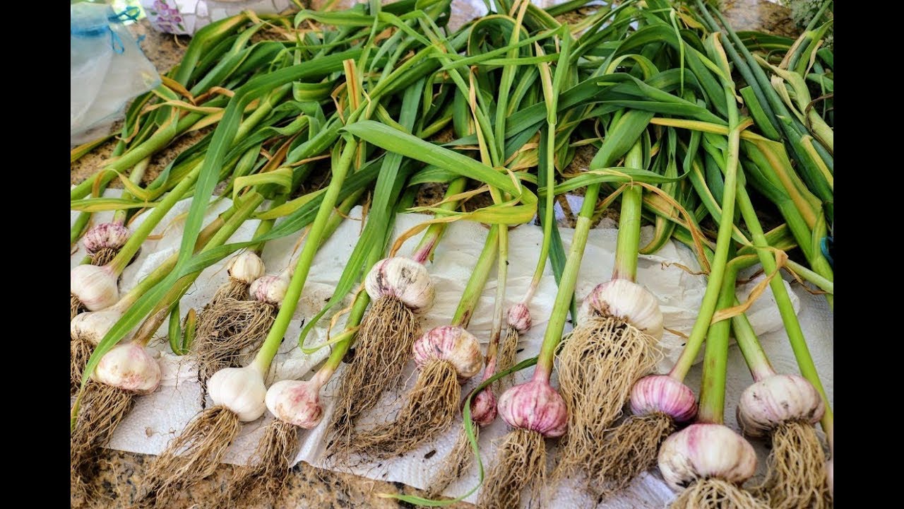 Pulling Some of the Garlic: Beware of Rot