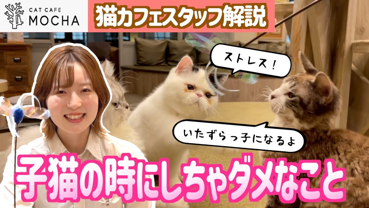 【猫知識】子猫にとってのNG行動