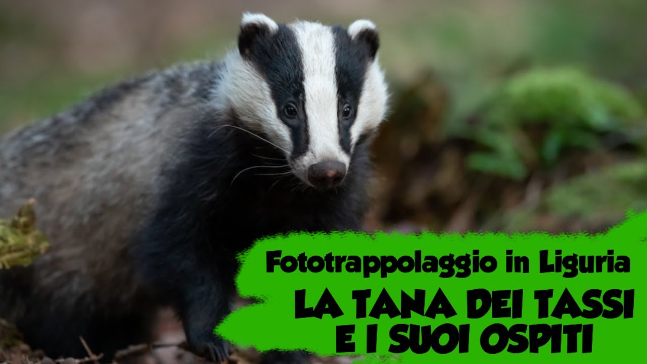 Fototrappolaggio in Liguria - LA TANA DEI TASSI E I SUOI OSPITI