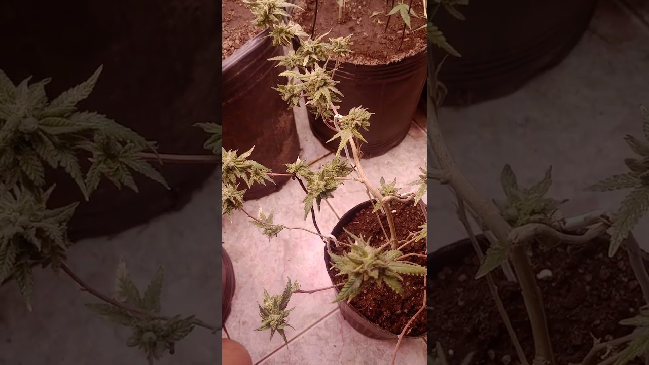 Semillas Feminizadas de Cannabis 