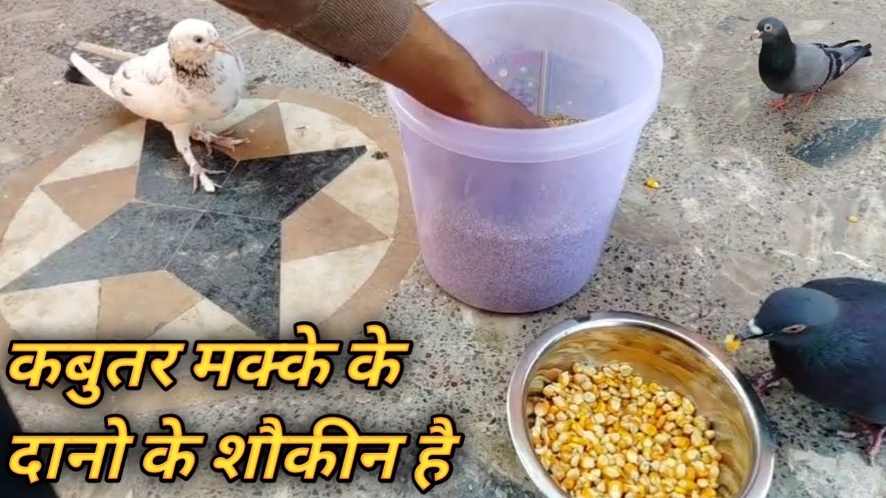 कबुतर मक्के के दाने के शौकीन है 