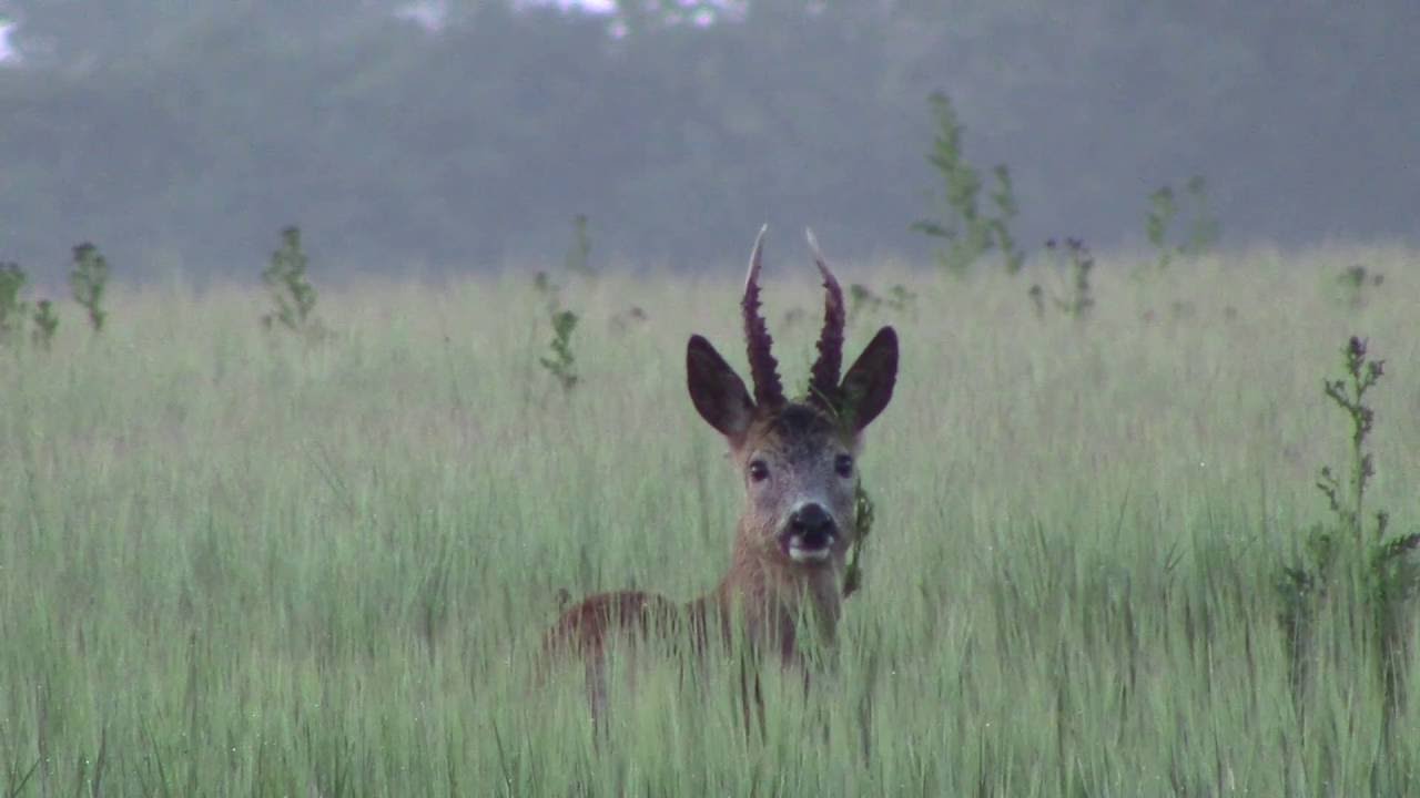 Bukkejagt 2016