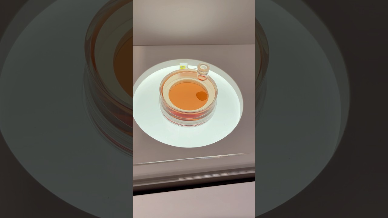 iPS Cells for the Future in Osaka Kansai Expo 2025