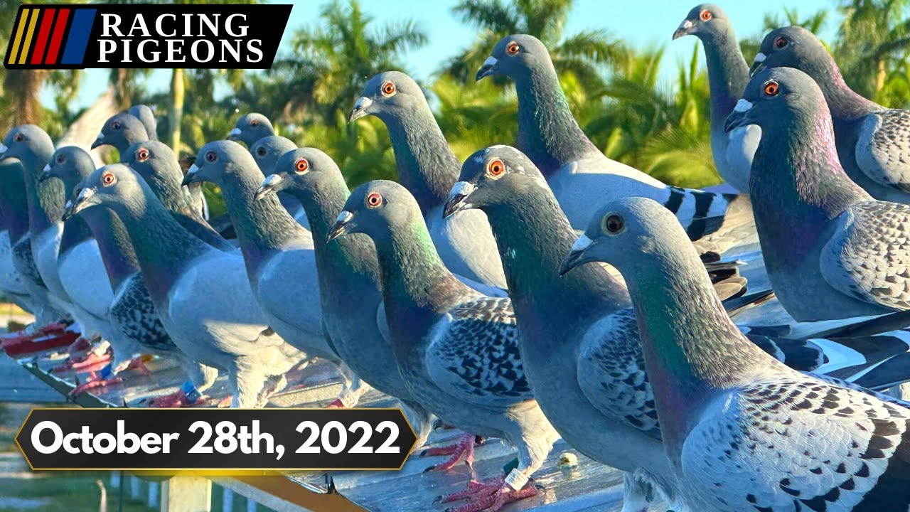 Florida Pigeon Derby One Loft Race (October 28th Loft Fly)