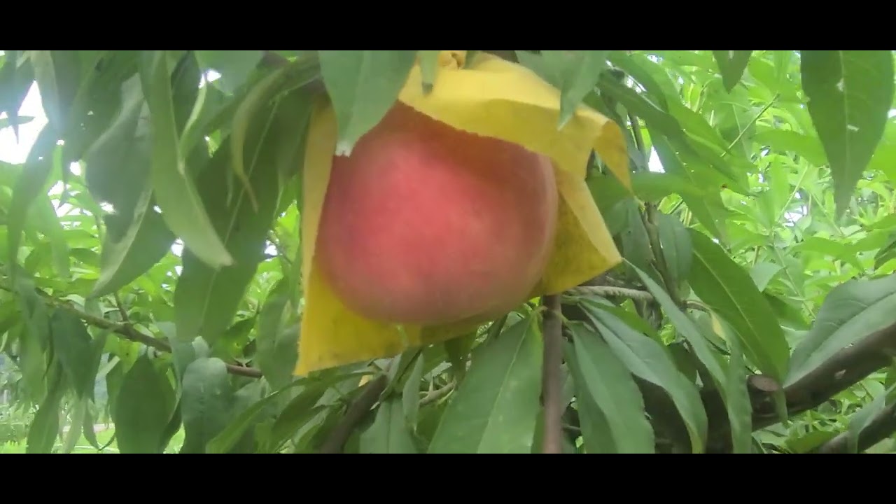 딱딱이 백도_ 영수_ 복숭아 맛 종결자_ 숙기 2024.8.23