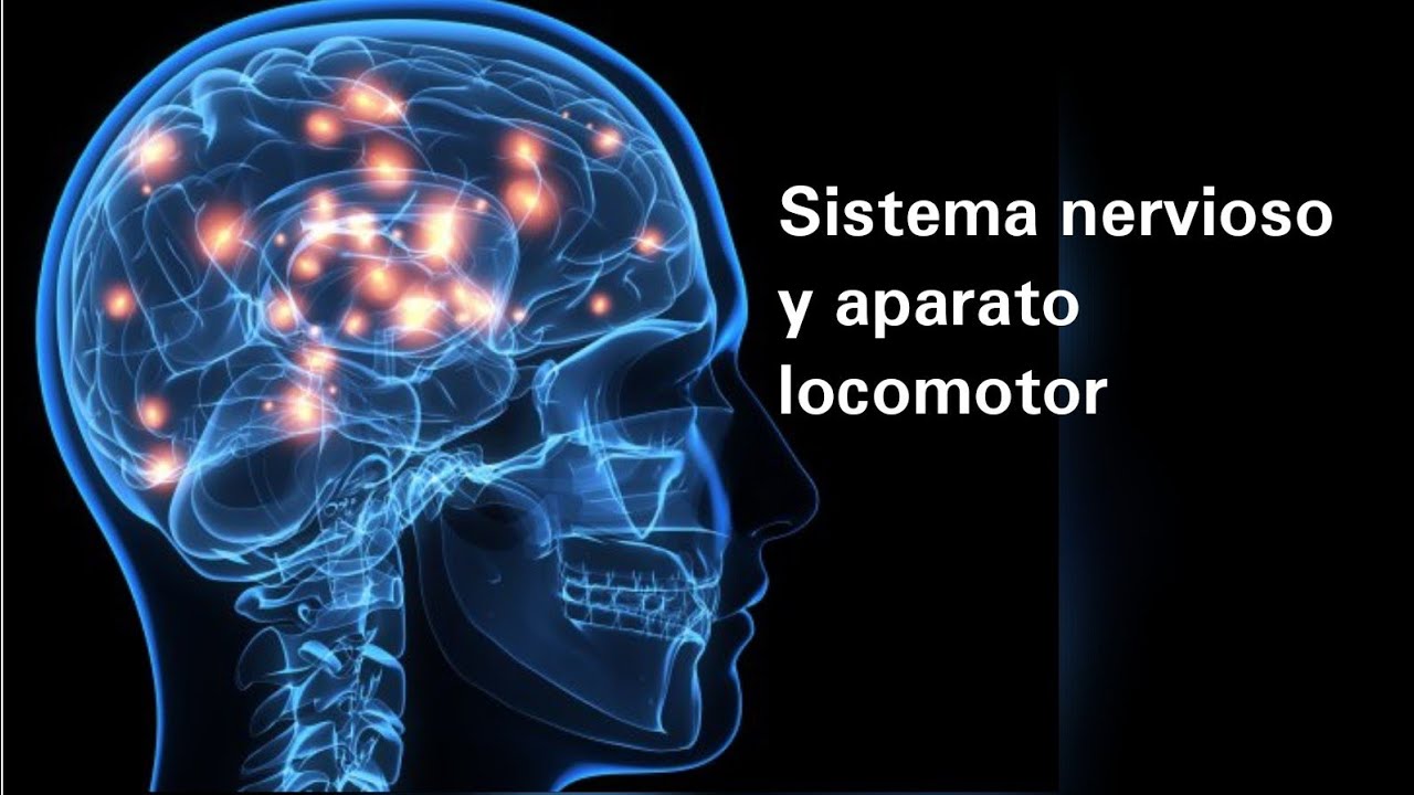 El sistema nervioso y el aparato locomotor - Ciencias Naturales