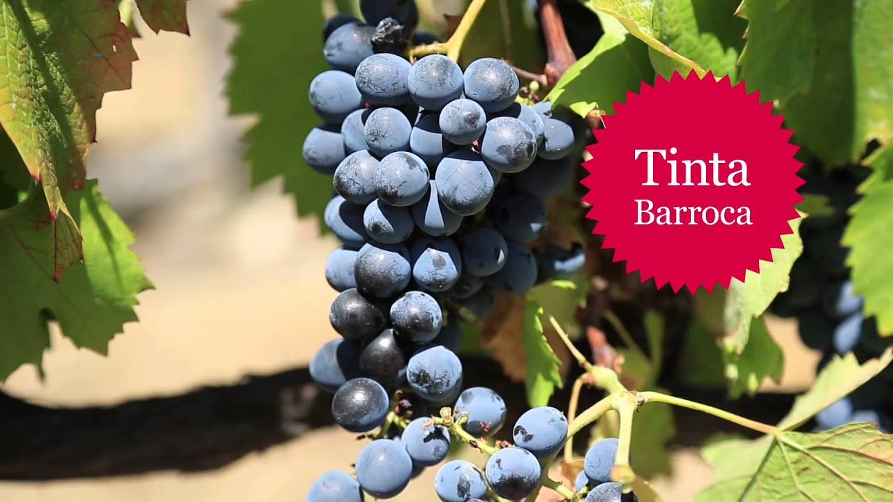 How to Read a Wine Label