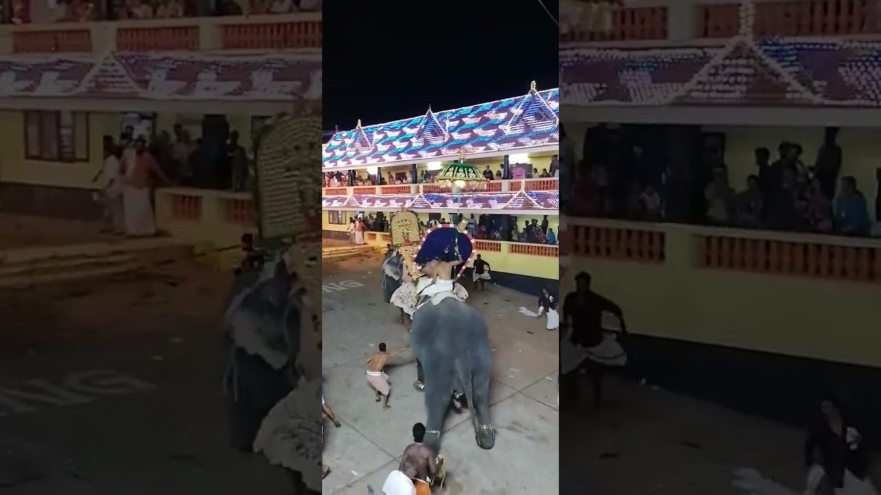 Elephant 🐘 attack in aarattupuzha tharakkal pooram live video 2024