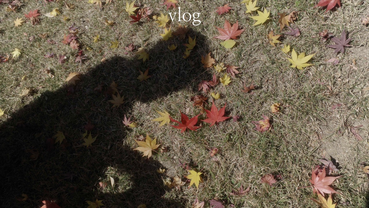 [VLOG] 누가 가을 브이로그를 봄에 올리지?